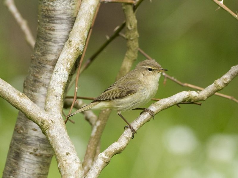 Chuffed to hear a chiffchaff